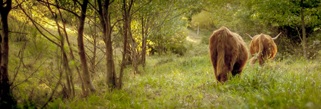 La semaine du  Highland 